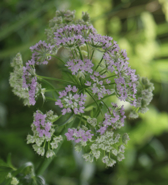 Gebirgs-Kälberkropf (Chaerophyllum hirsutum)
