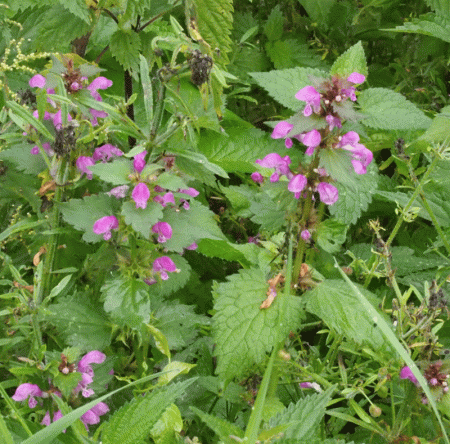 Gefleckte Taubnessel (Lamium maculatum) 
