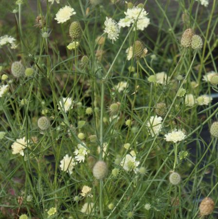 Gelbe Skabiose (Scabiosa ochroleuca)