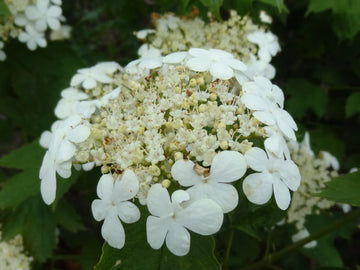 Gemeiner Schneeball (Viburnum opulus)