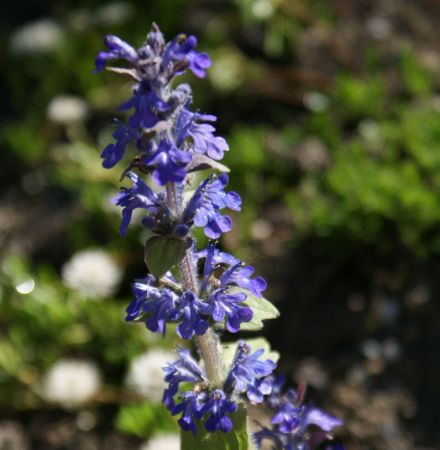 Genfer Günsel (Ajuga genevensis) 