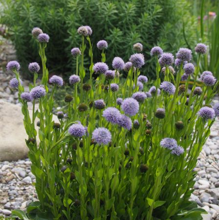 Gewöhnliche Kugelblume (Globularia punctata) "Bio"