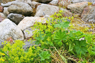 Gewöhnlicher Frauenmantel (Alchemilla xanthochlora) 