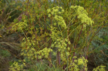 Gewöhnlicher Haarstrang (Peucedanum officinale) 