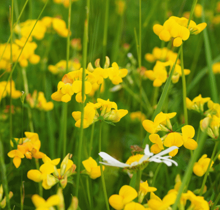 Gewöhnlicher Hornklee (Lotus corniculatus) "Bio"
