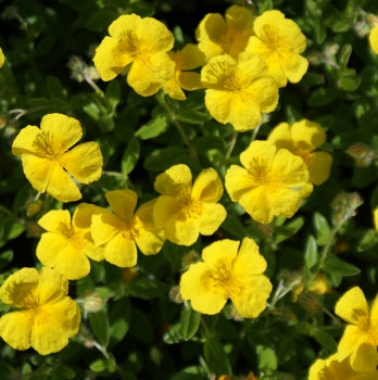 Gewöhnliches Sonnenröschen (Helianthemum nummularium) 