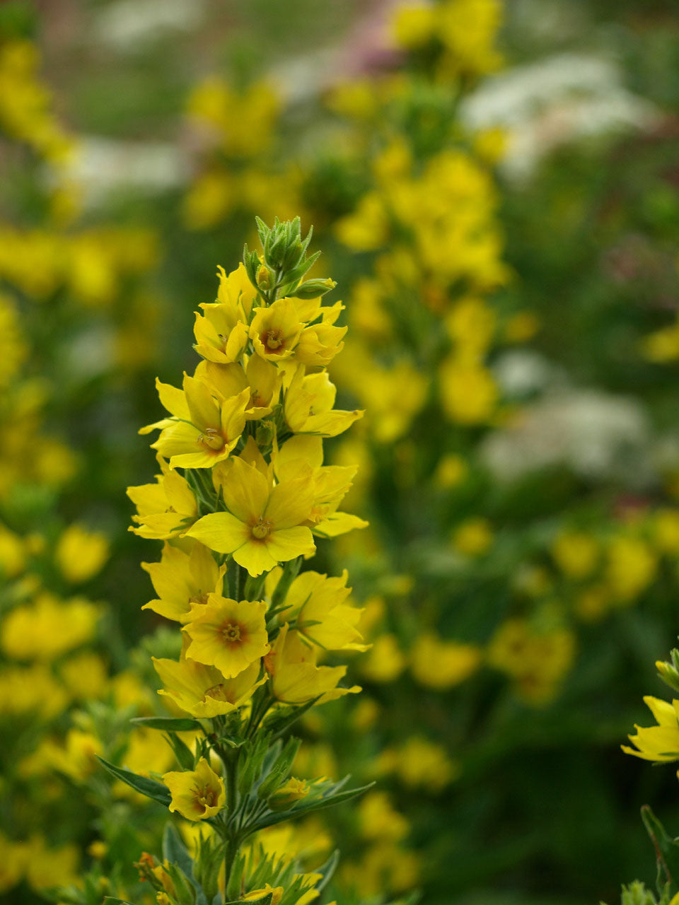 Gold-Felberich (Lysimachia punctata)