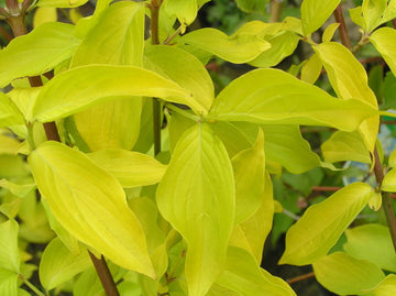 Gold-Kornelkirsche "Aurea" (Cornus mas)