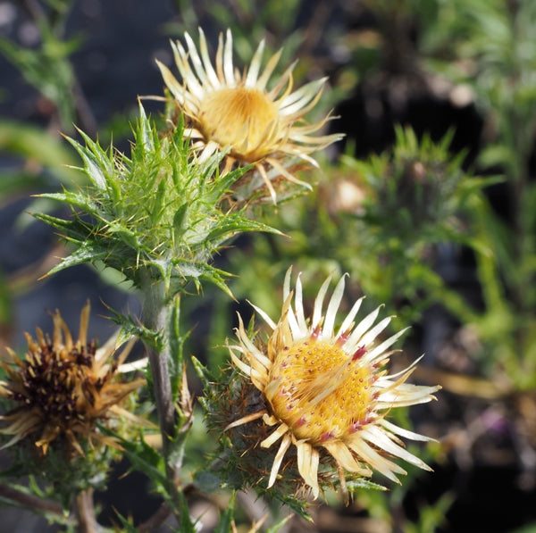 Golddistel (Carlina vulgaris)