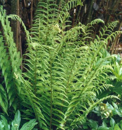 Goldschuppen-Farn (Dryopteris affinis)