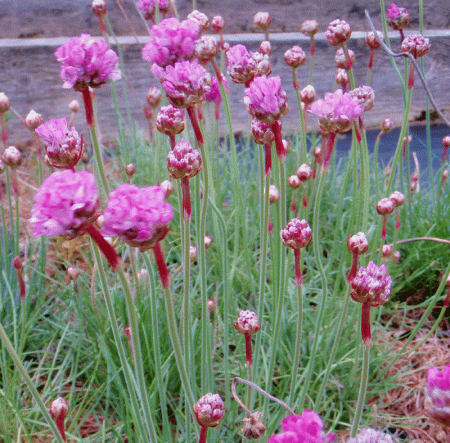 Grasnelke (Armeria maritima