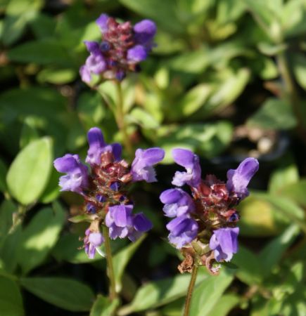 Große Braunelle (Prunella grandiflora)