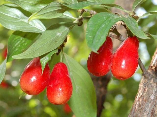 Großfrüchtige Kornelkirsche "Kazanlak" (Cornus mas)