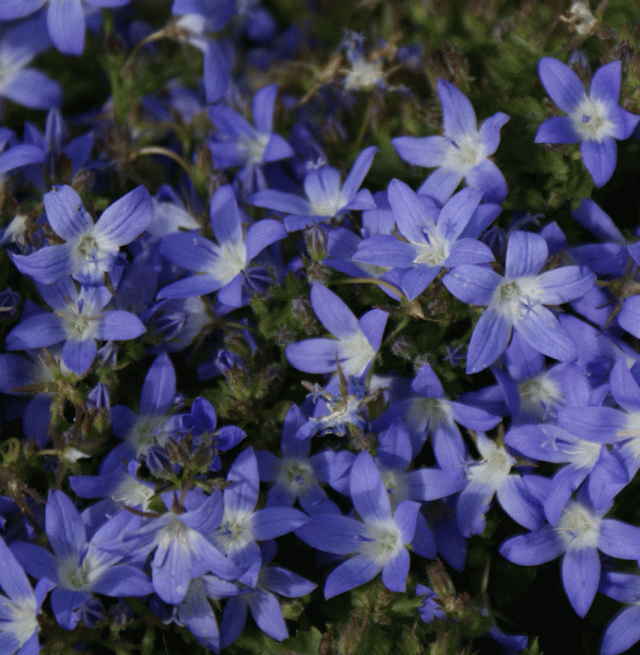 Hängepolster-Glockenblume "Blue Gown" (Campanula poscharskyana) 