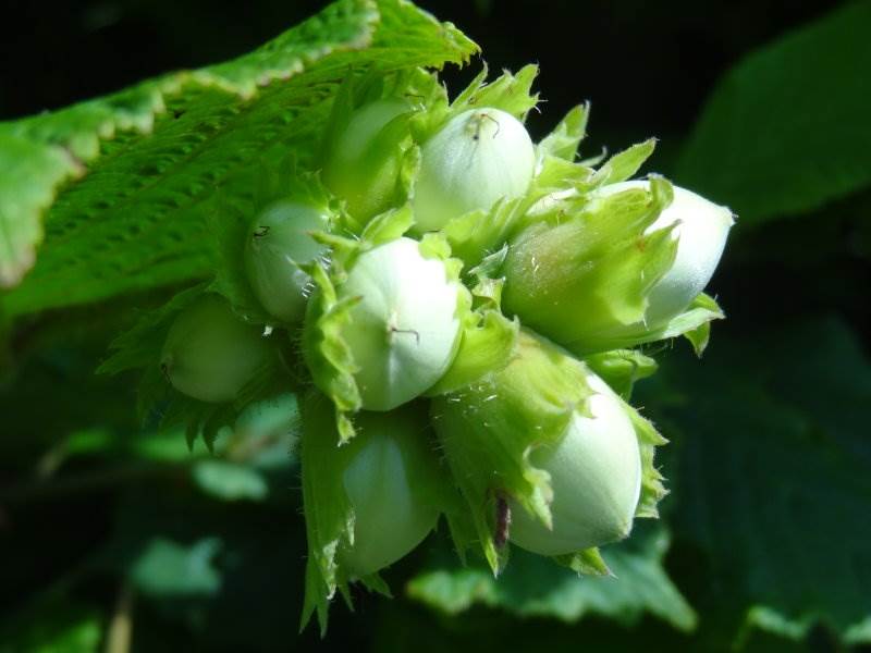 Haselnuss (Corylus avellana)