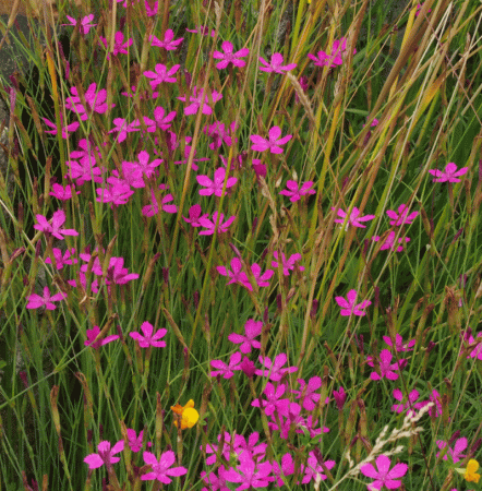Heidenelke (Dianthus deltoides) "Bio"
