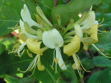 Heimisches Waldgeißblatt (Lonicera periclymenum)