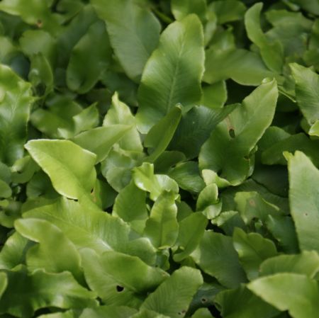 Hirschzungen-Farn (Asplenium scolopendrium) "Bio"