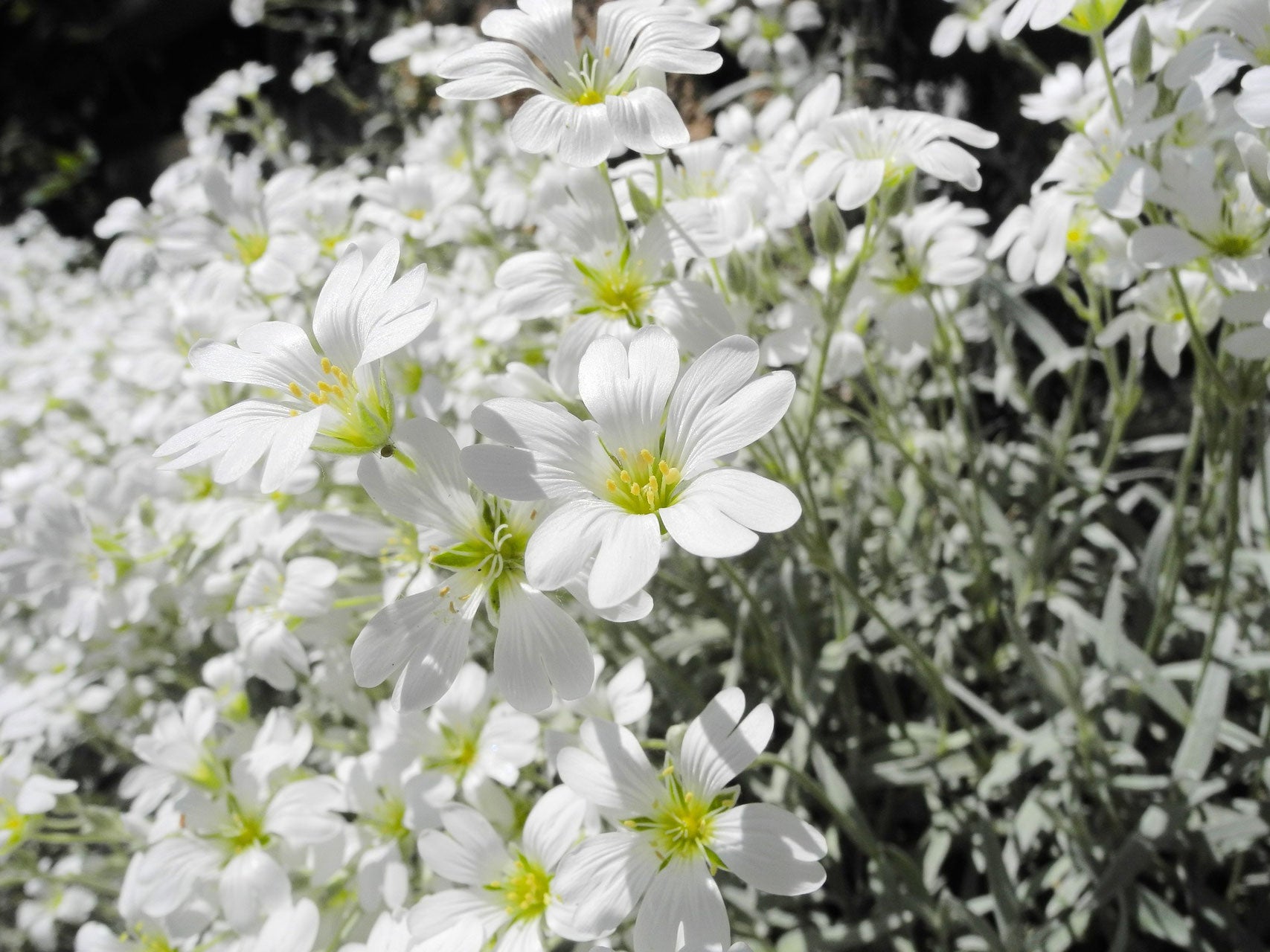 Hornkraut "Silberteppich" (Cerastium tomentosum) 