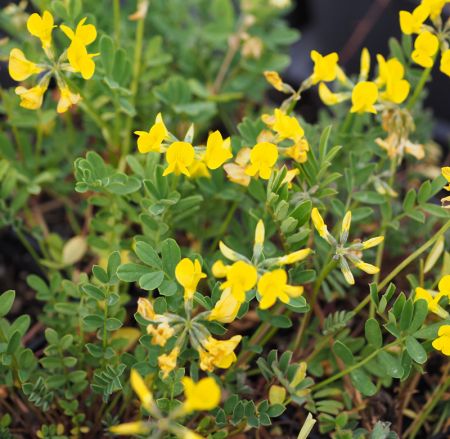 Hufeisenklee (Hippocrepis comosa) 