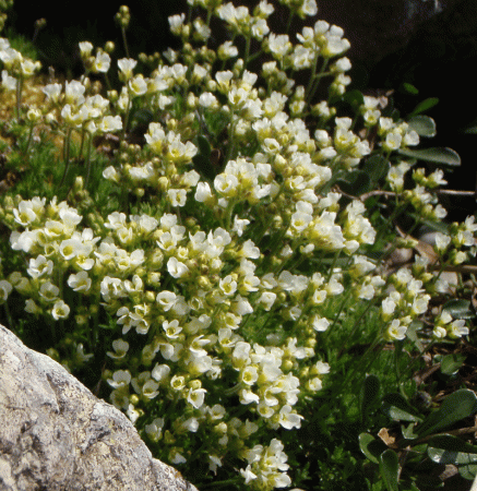 Hungerblümchen (Draba x suendermannii) 