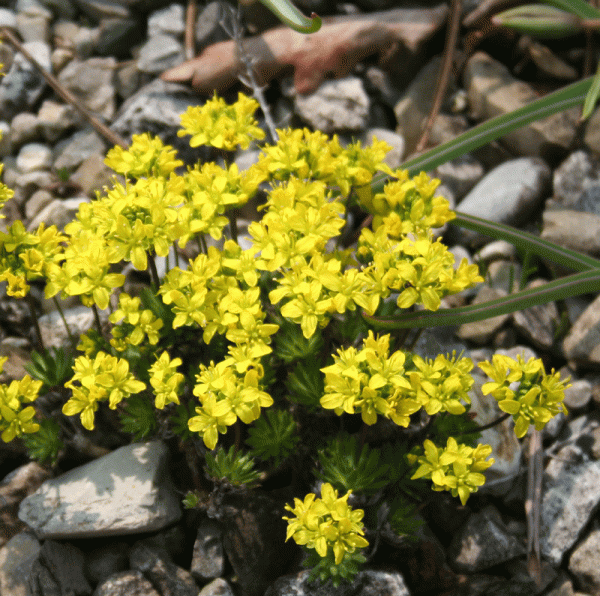 Immergrünes Felsenblümchen (Draba aizoides) 