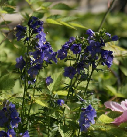 Jakobsleiter (Polemonium caeruleum)