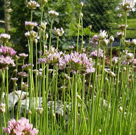 Kanten-Lauch (Allium angulosum) "Bio"