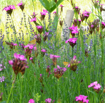 Karthäusernelke (Dianthus carthusianorum) 