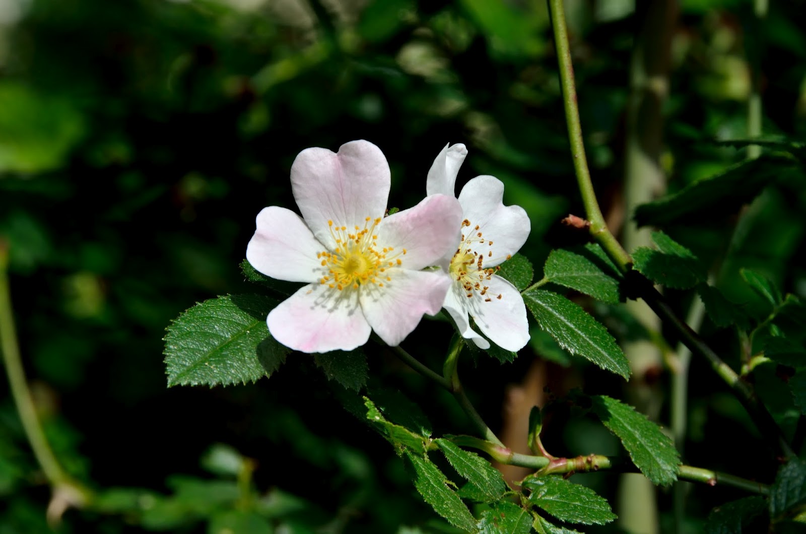 Kleinblütige Rose (Rosa micrantha)