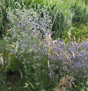 Kleiner Mannstreu (Eryngium planum) 
