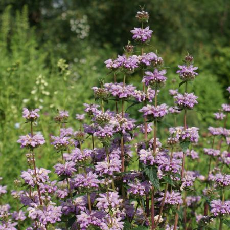 Knollen-Brandkraut (Phlomis tuberosa) "Bio"