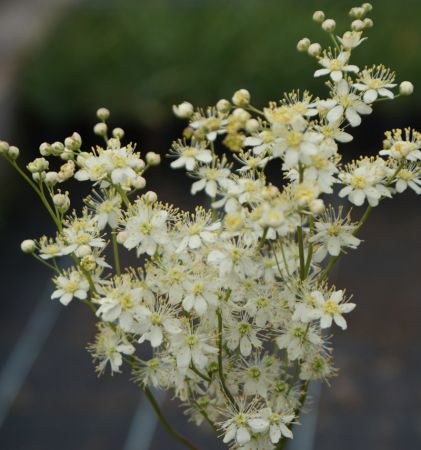 Knolliges, Kleines Mädesüß (Filipendula vulgaris)