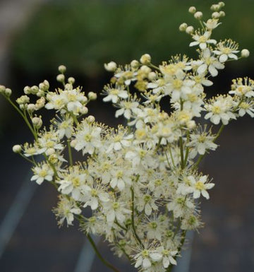 Knolliges, Kleines Mädesüß (Filipendula vulgaris) 