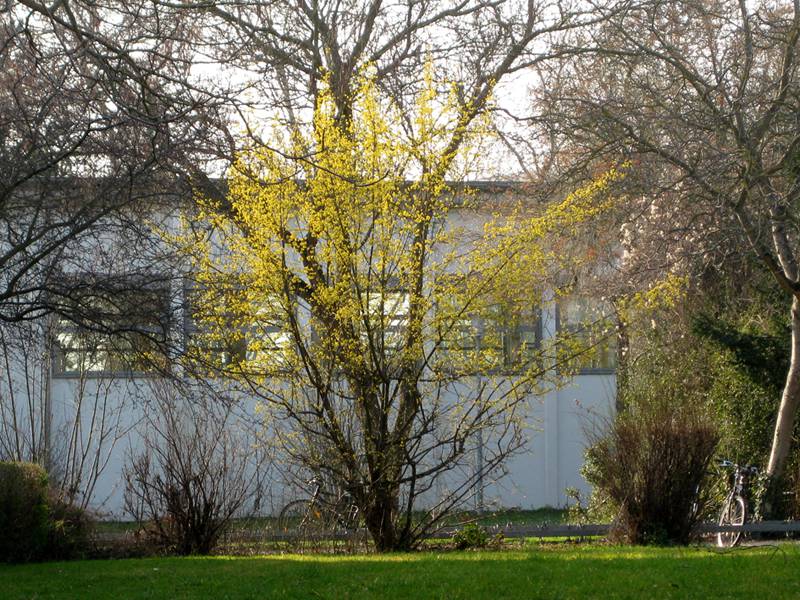 Kornelkirsche (Cornus mas)