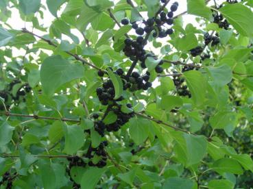 Kreuzdorn (Rhamnus cathartica)