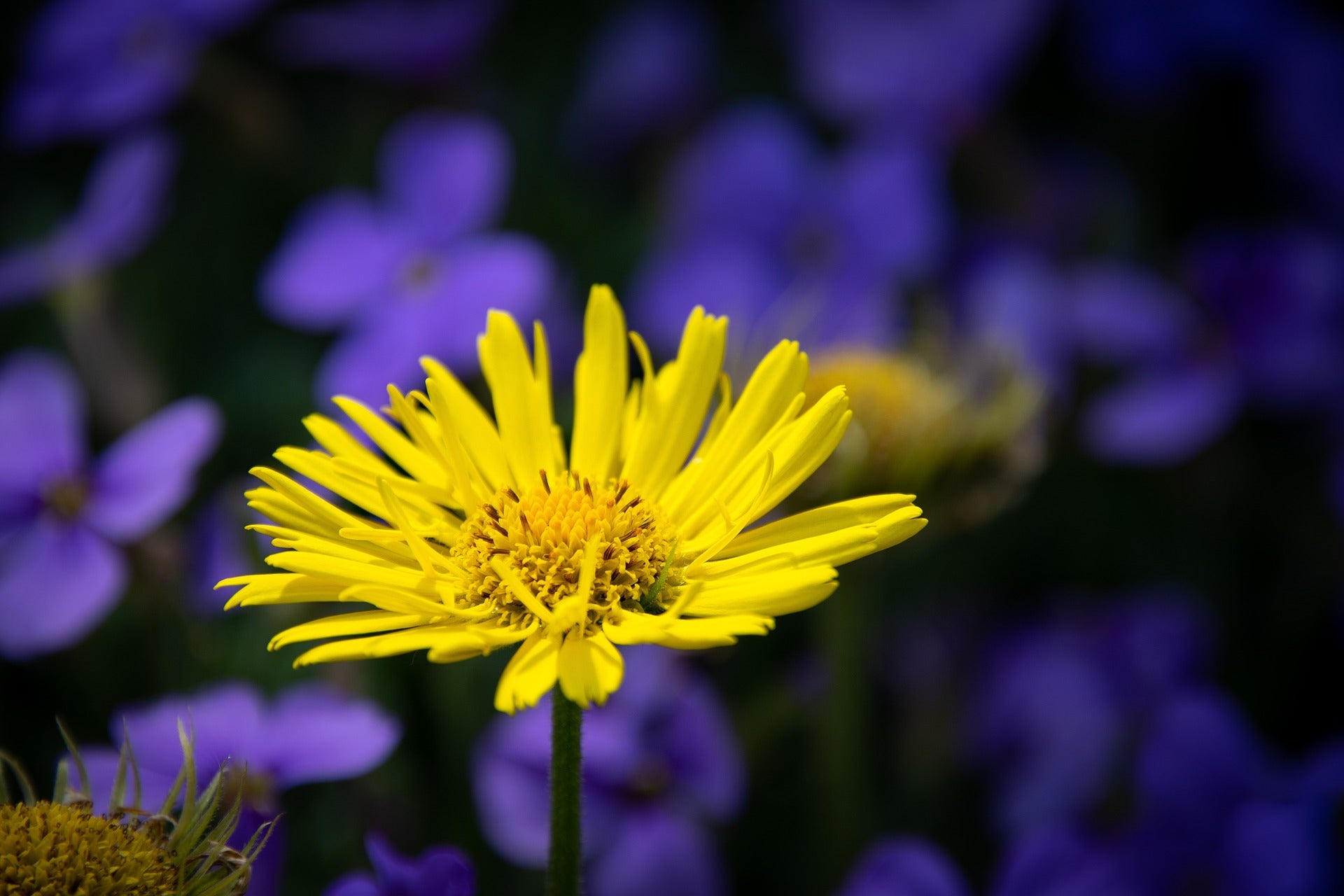 Kriechende Gämswurz (Doronicum pardalianches)