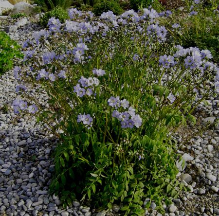 Kriechende Jakobsleiter (Polemonium reptans)