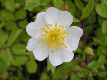 Kriechrose (Rosa arvensis)