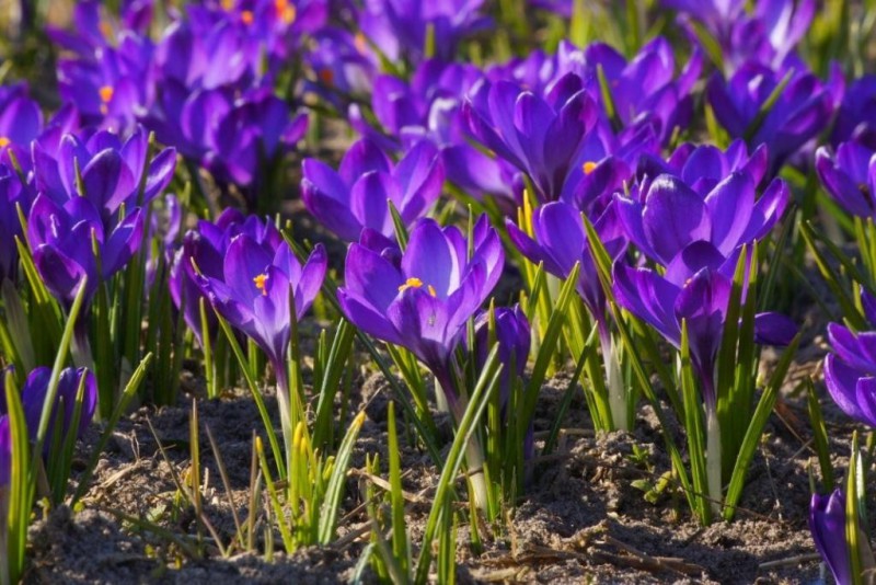 Krokus Ruby Giant