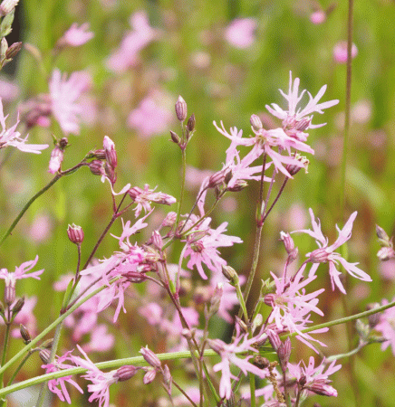 Kuckucks Lichtnelke (Silene flos-cuculi)