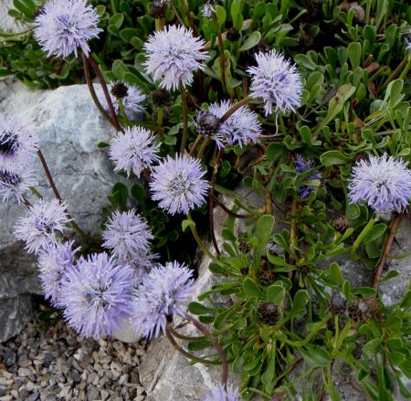 Kugelblume (Globularia cordifolia) 