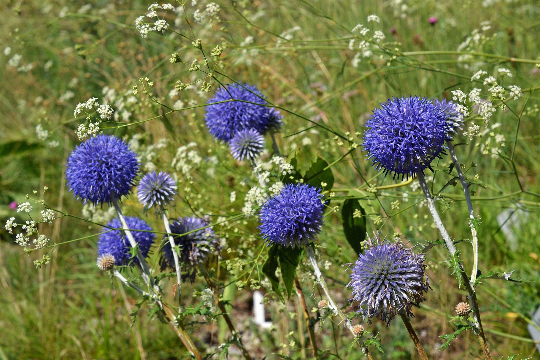 Kugeldistel (Echinops ritro) 