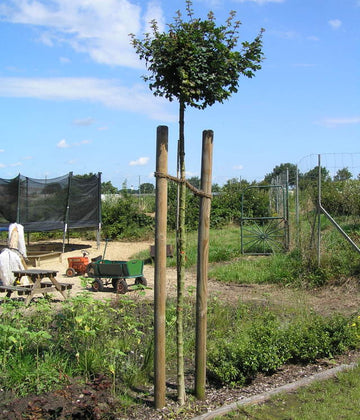 Kugelfeldahorn "Nanum" (Acer campestre)