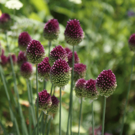 Kugelköpfiger Lauch (Allium sphaerocephalon)