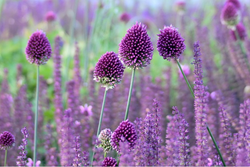 Kugellauch (Allium sphaerocephalon)