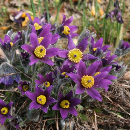 Kuhschelle (Pulsatilla vulgaris)