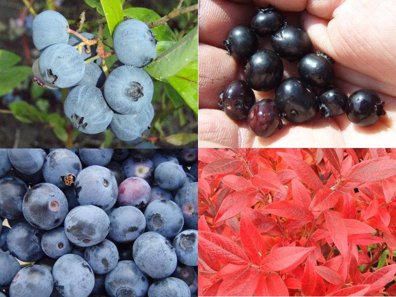 Kulturheidelbeeren - 4er Set