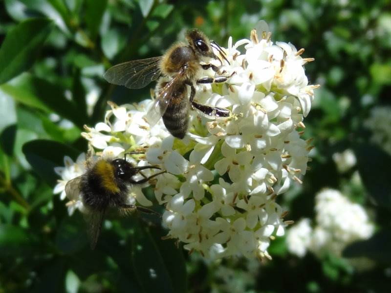 Liguster (Ligustrum vulgare)