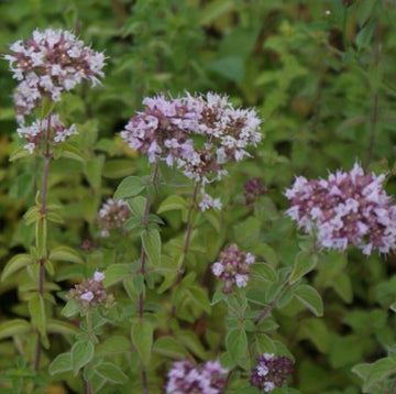 Majoran (Origanum vulgare) 